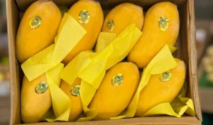 Fresh Pakistani Sindhri Mangoes –