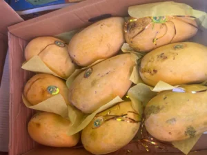 Fresh Chaunsa Mangoes from Pakistan | Naturally Ripened