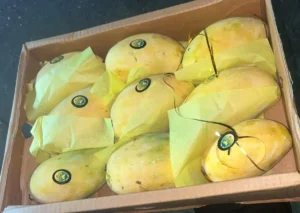 Fresh Chaunsa Mangoes from Pakistan |